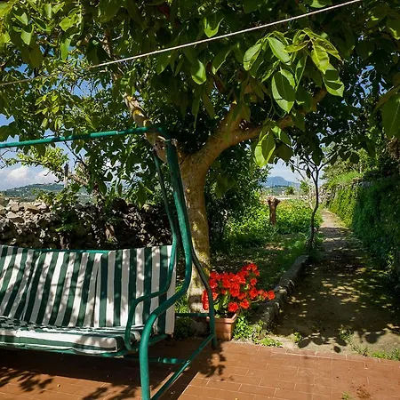 Il Petrale *